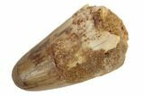 Cretaceous Fossil Crocodile Tooth - Morocco #187727-1